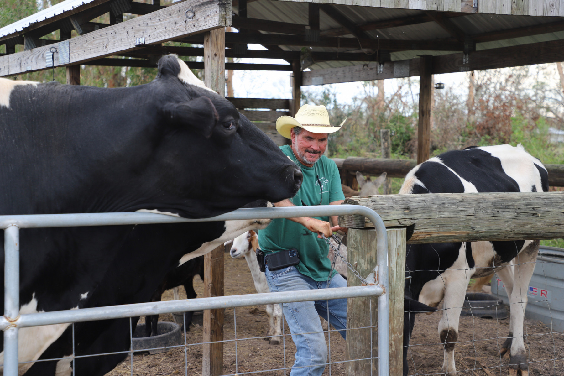 A man in a straw hat closes a gate to a cow enclosure. Two large cows are on either side of him.